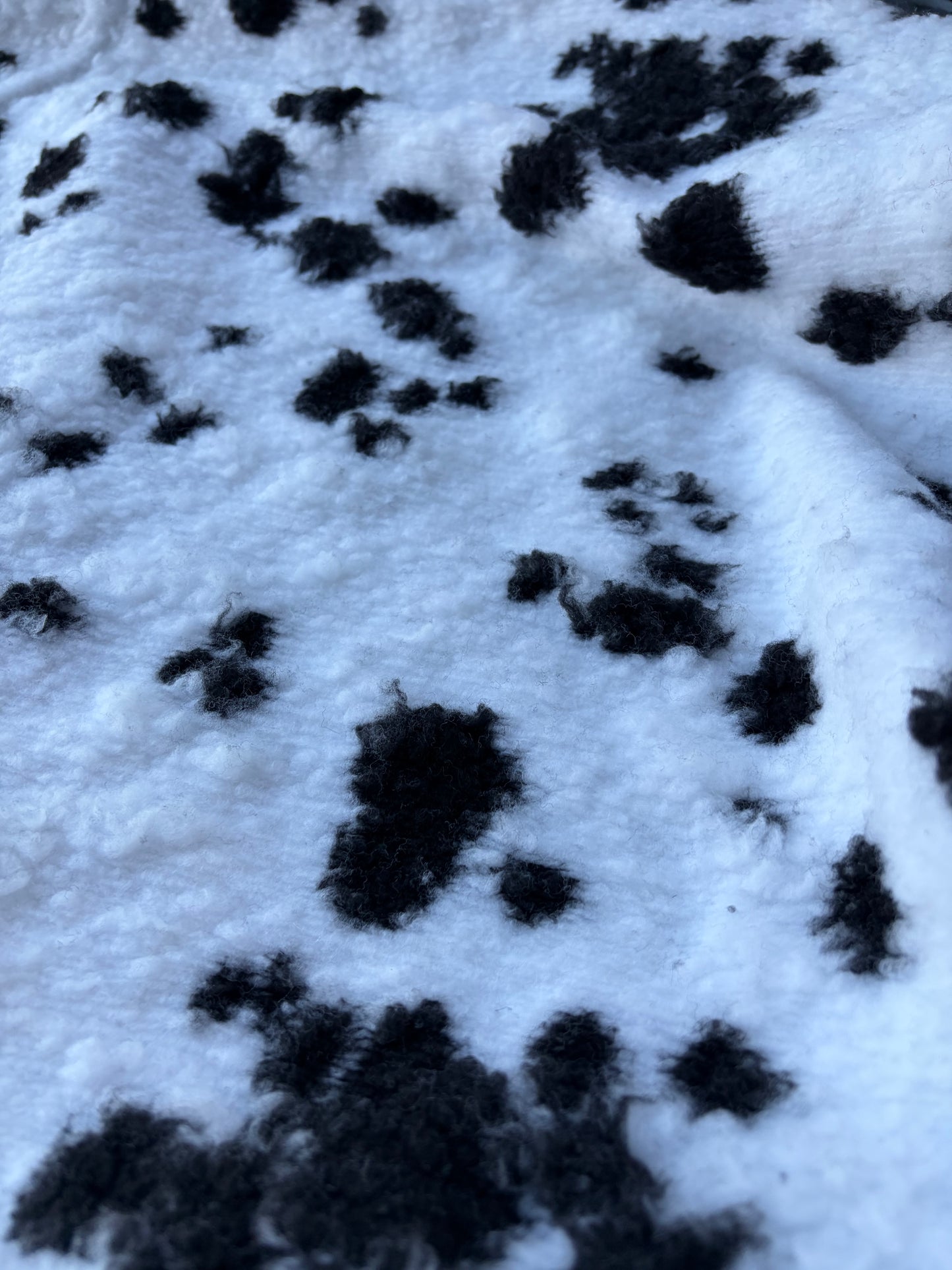 GAIL 020 heavy boiled wool dalmatian